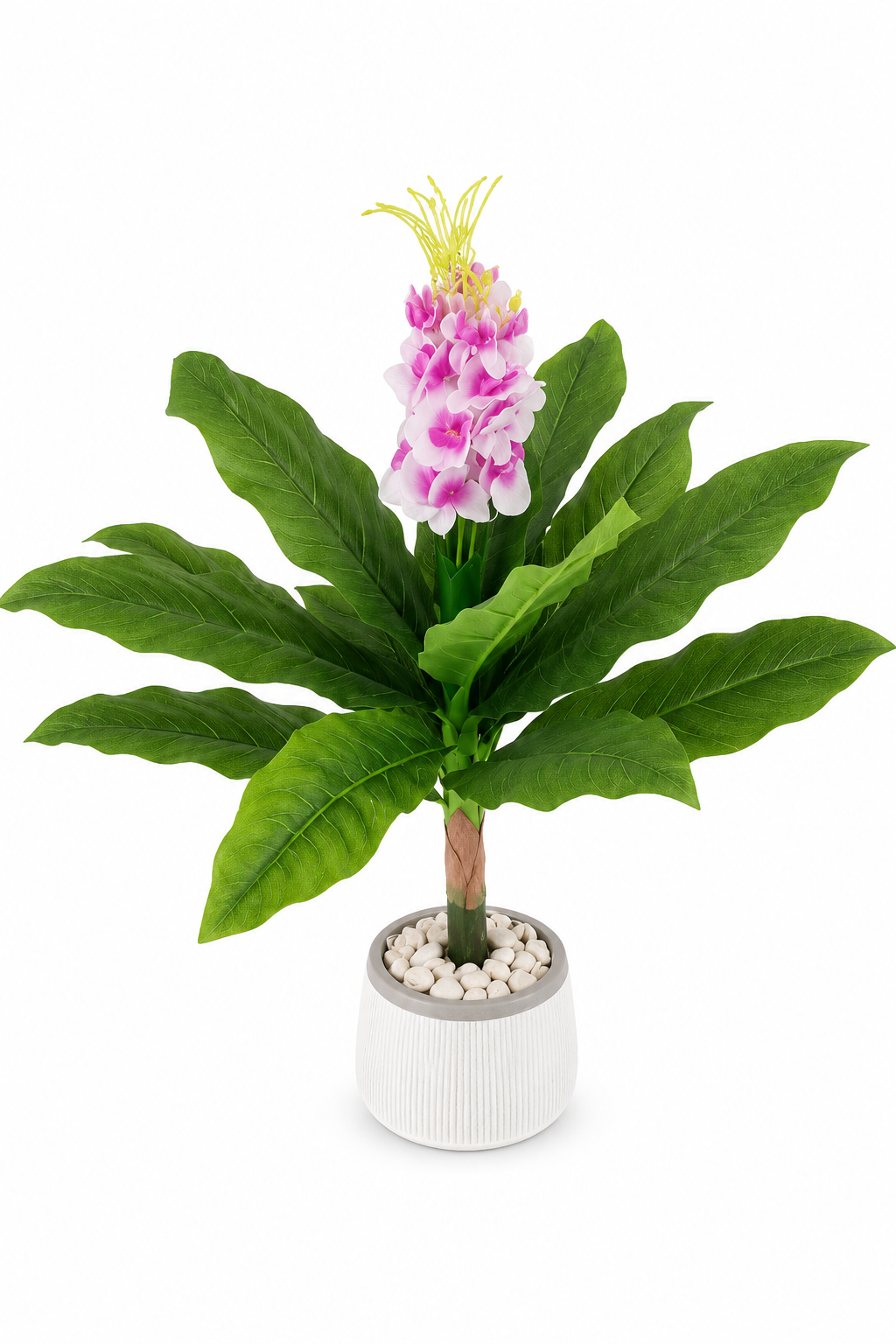 Plante ornementale en pot