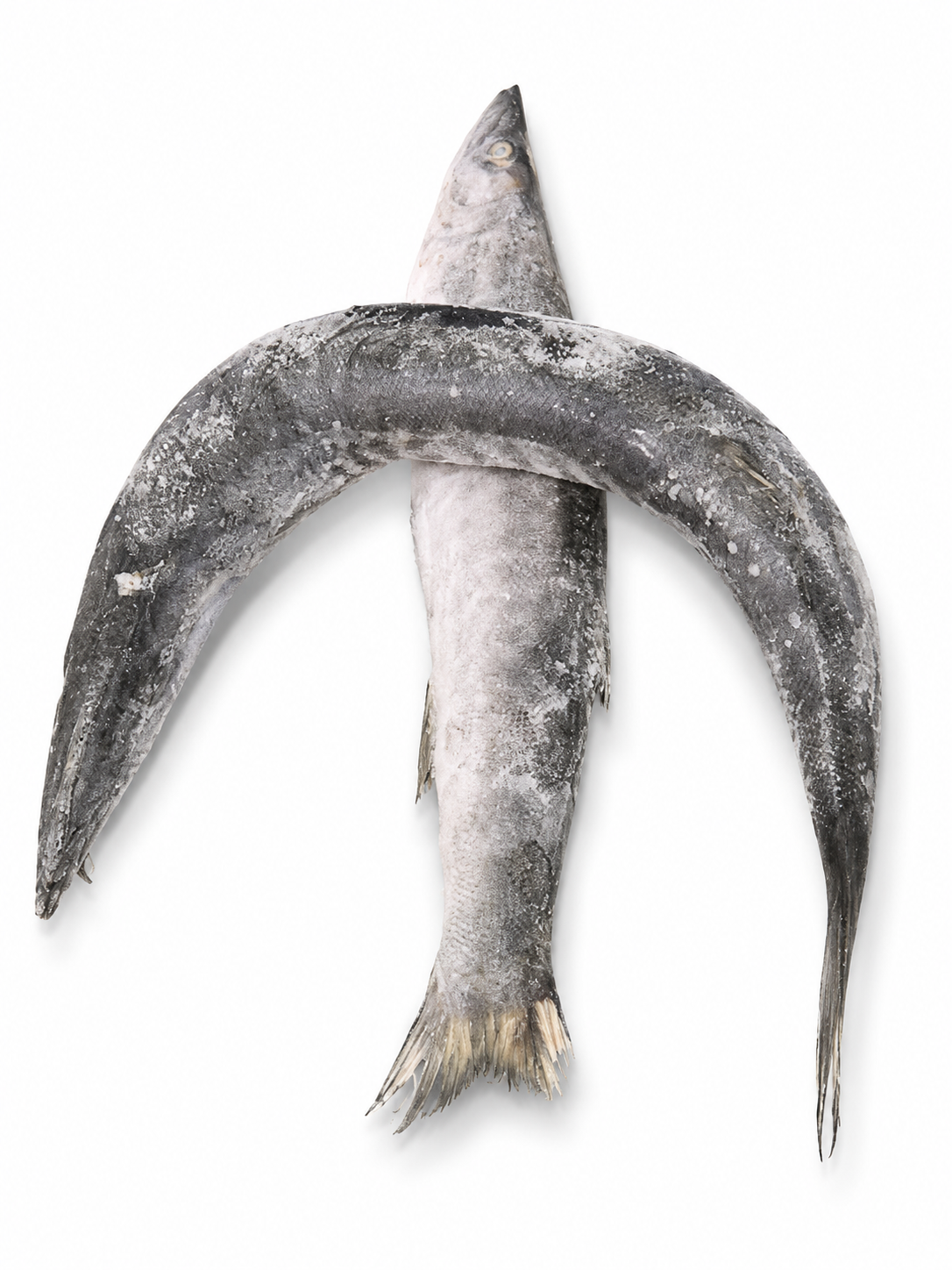 Poisson Seud