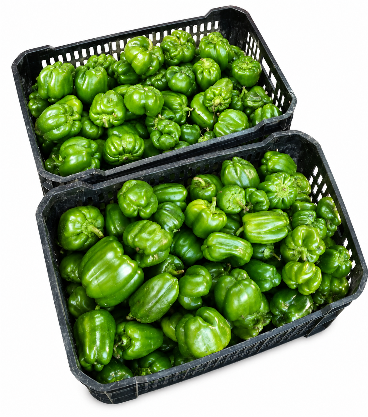 Ognons Vert 1kg