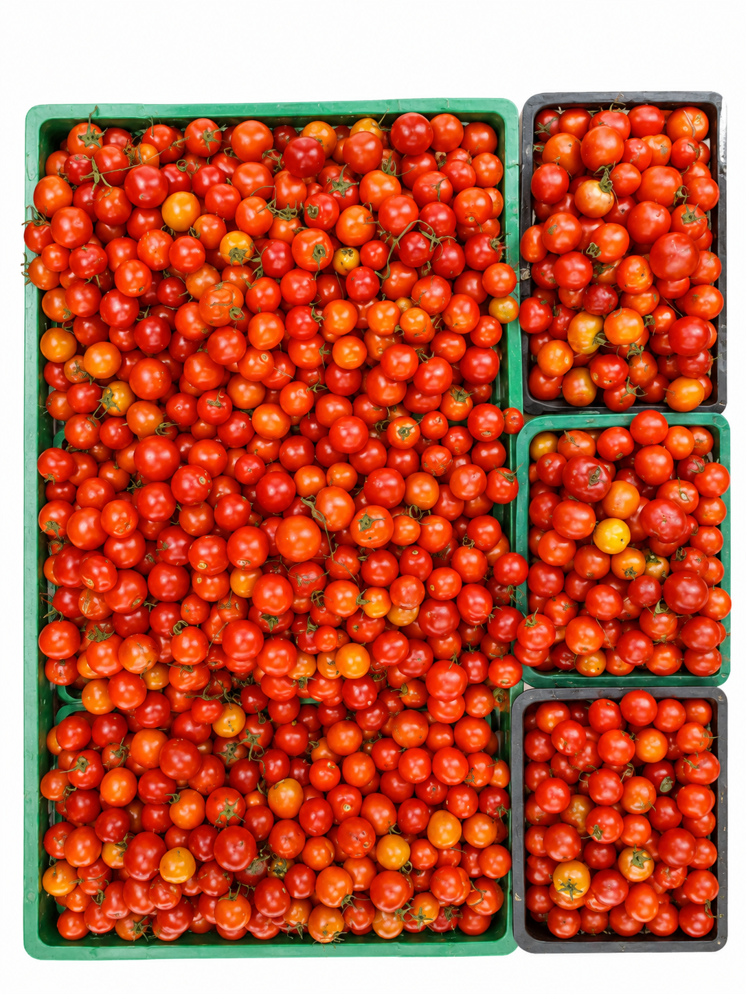 Tomate Frais