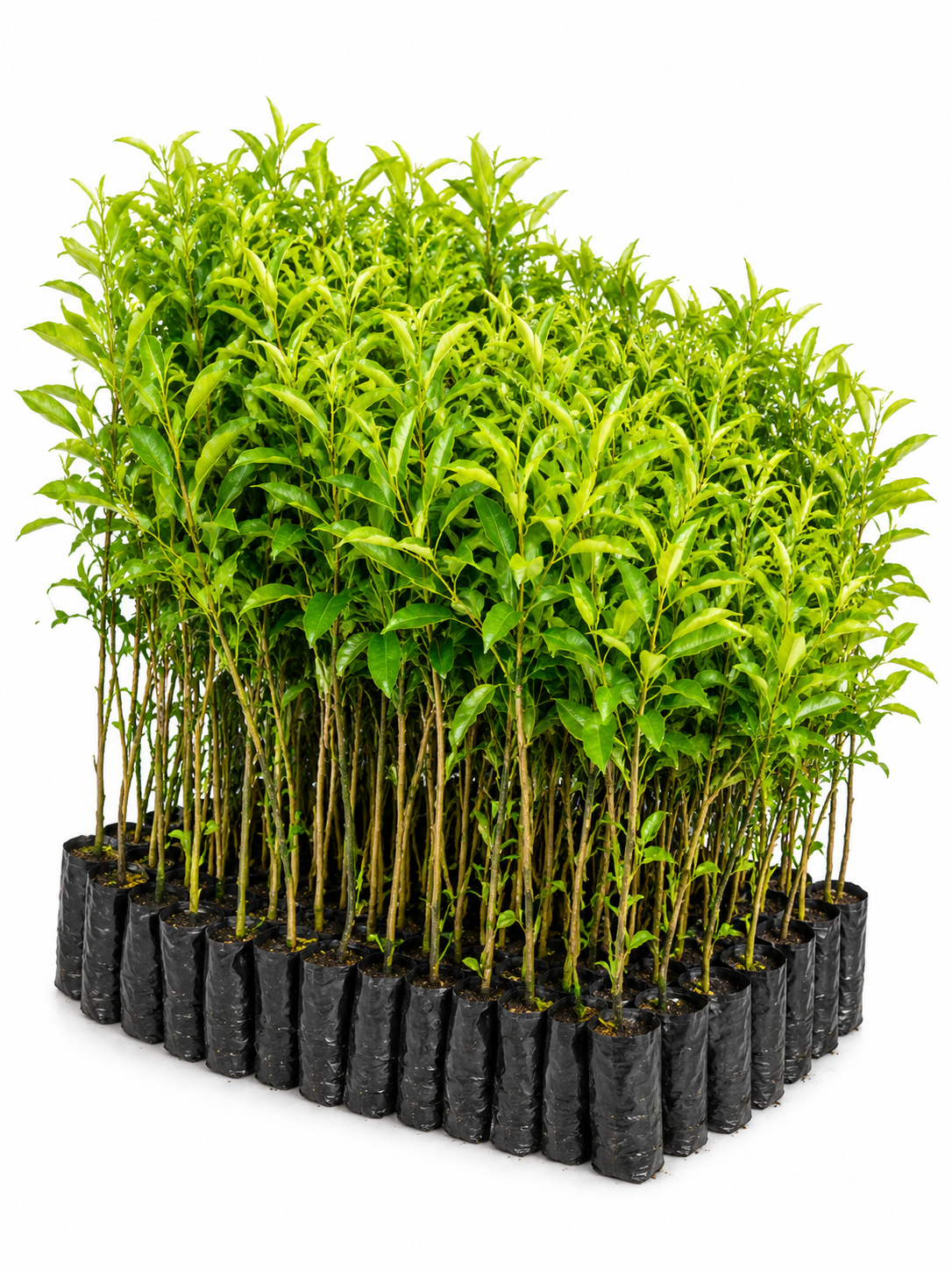 Jeunes plants